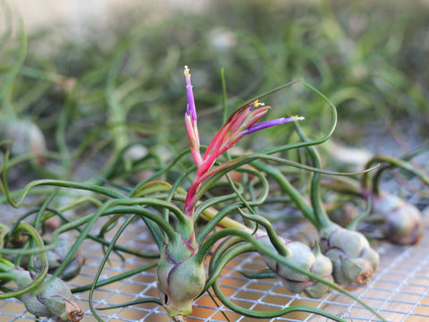 Tillandsia bulbosa air plants