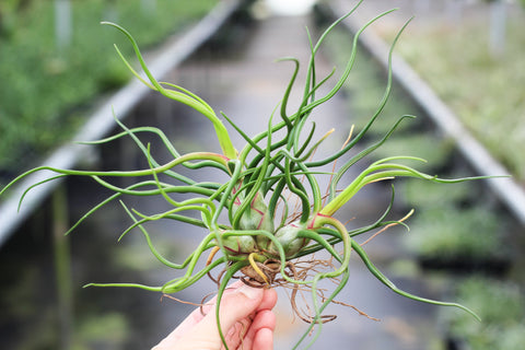 Tillandsia Bulbosa Clump