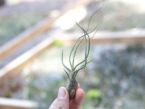 Tillandsia butzii air plant 