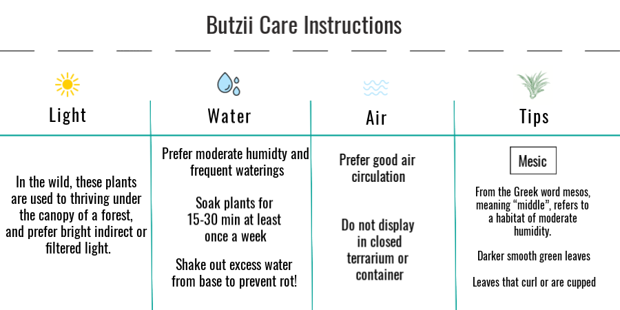 Tillandsia butzii air plant care instructions