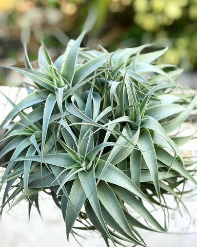 Tillandsia cacticola clump 