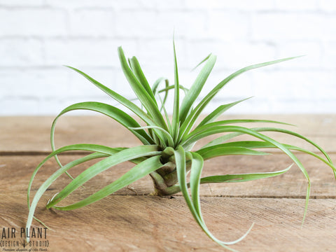 tillandsia capitata air plant 