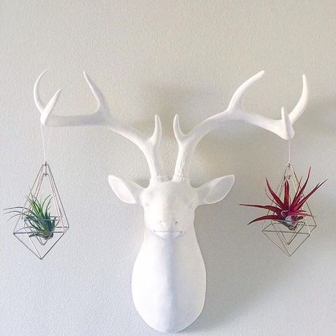 Tillandsia air plants in geometric ornaments hanging on faux deer head 