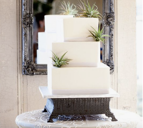 air plant wedding cake