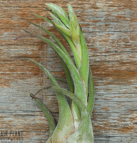 Trichomes Seleriana Air Plant