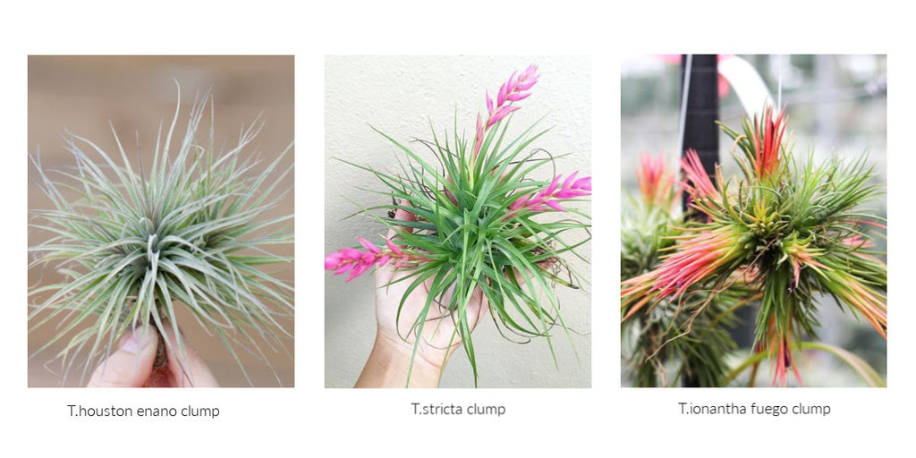 Tillandsia air plant clumps 