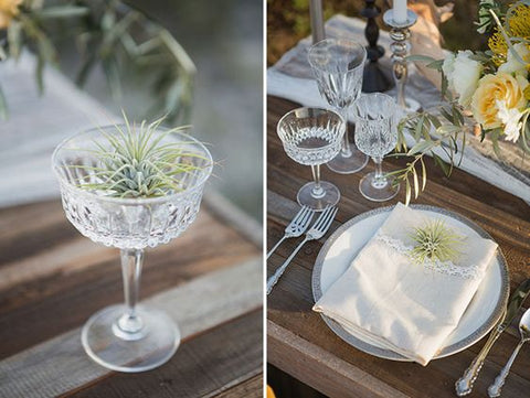 air plant wedding decor 