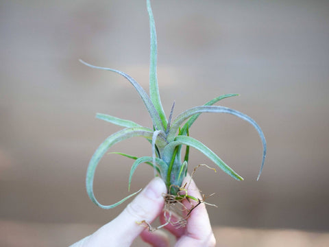 Tillandsia curly slim air plant 