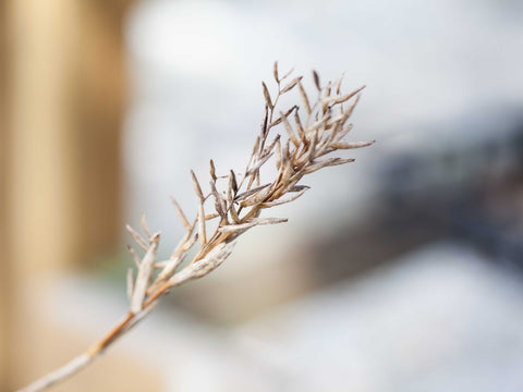 dead air plant flower