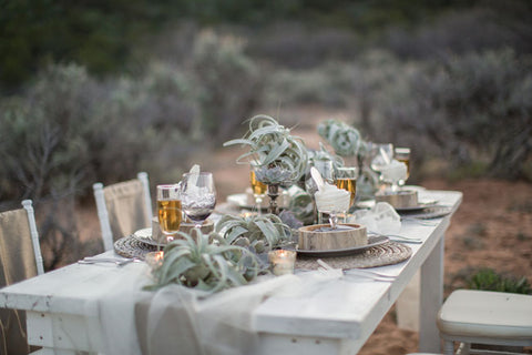 desert wedding air plant 