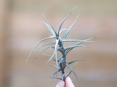 Tillandsia diaguitensis air plant 