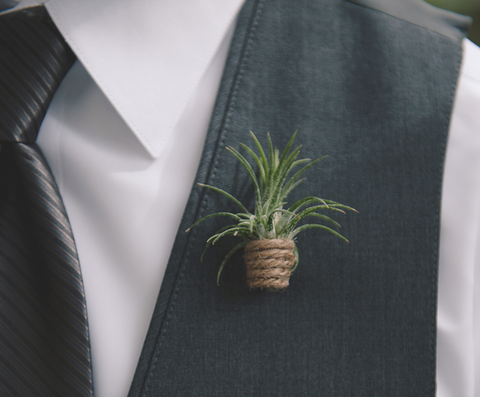 DIY ionantha air plant boutonniere 