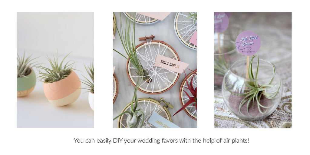 DIY Tillandsia air plant wedding favors 