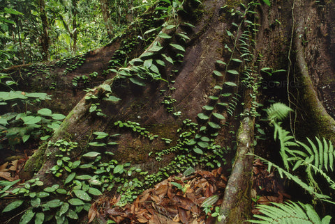 Epiphytic plants growing on a tree in Borneo rainforest 
