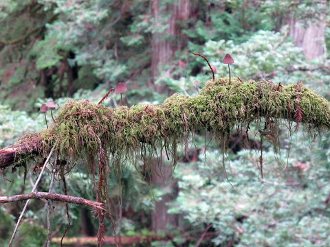 Redwood epiphytes 
