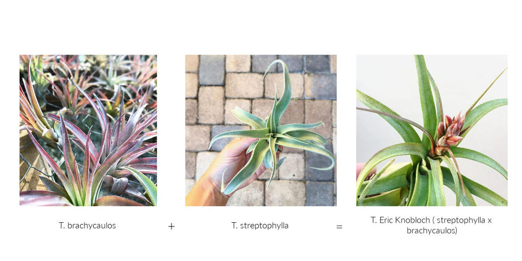 Tillandsia Streptophylla Hybrid Air Plant 