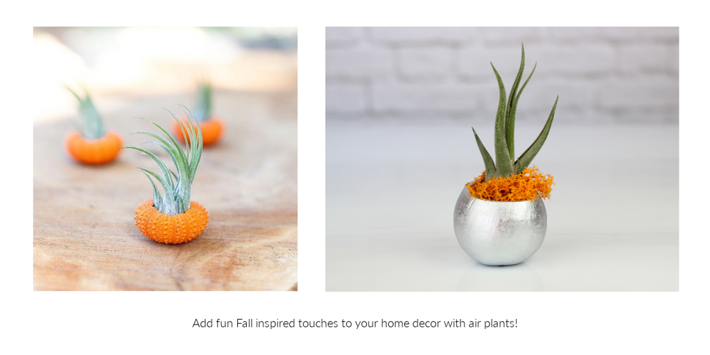 Fall inspired Tillandsia air plant decor 