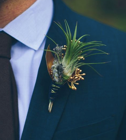 fall styled air plant boutonniere 