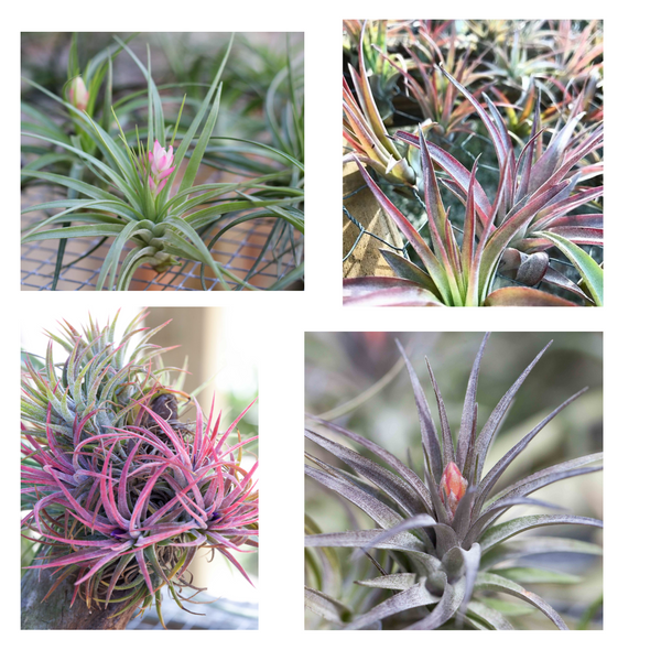 Fast growing Tillandsia air plants 