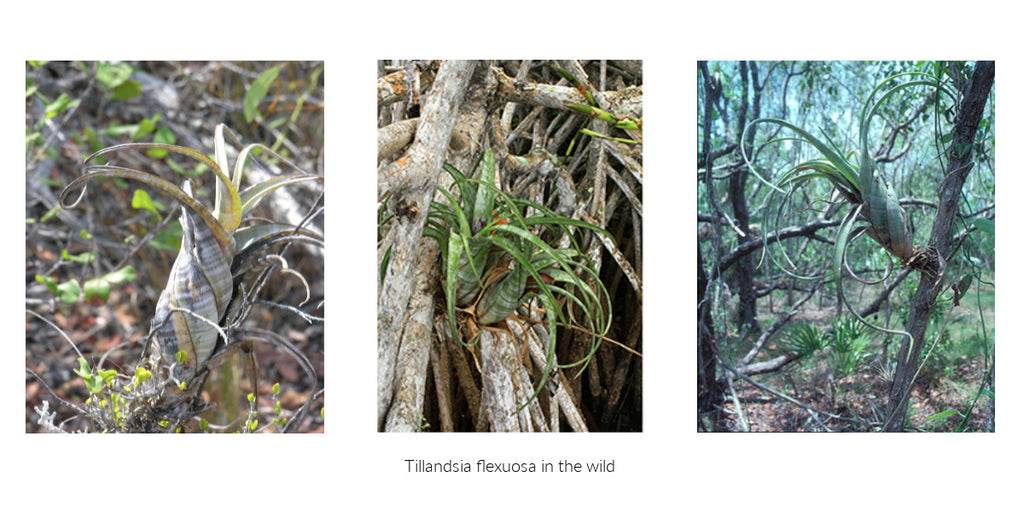 Tillandsia flexuosa southern range air plant 