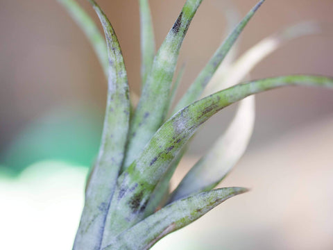 Tillandsia flexuosa southern range air plant 