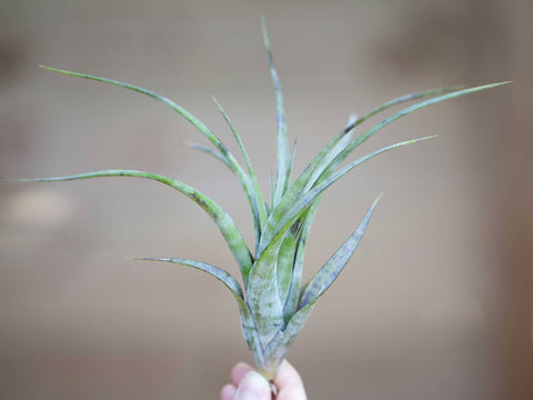 Tillandsia flexuosa southern range air plant 