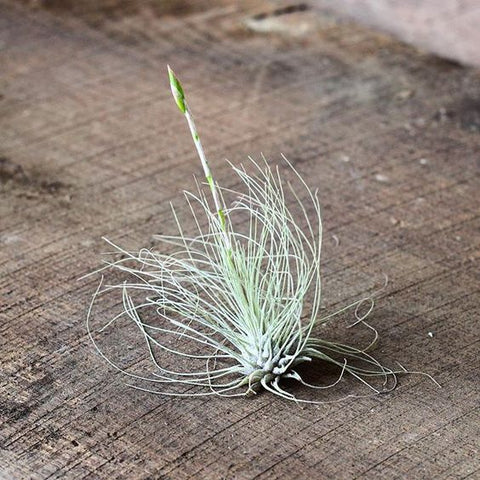 Tillandsia Argentea Thin Air Plant with Bloom Spike