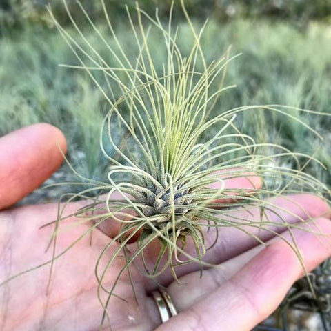 Tillandsia fuchsii v gracilis 