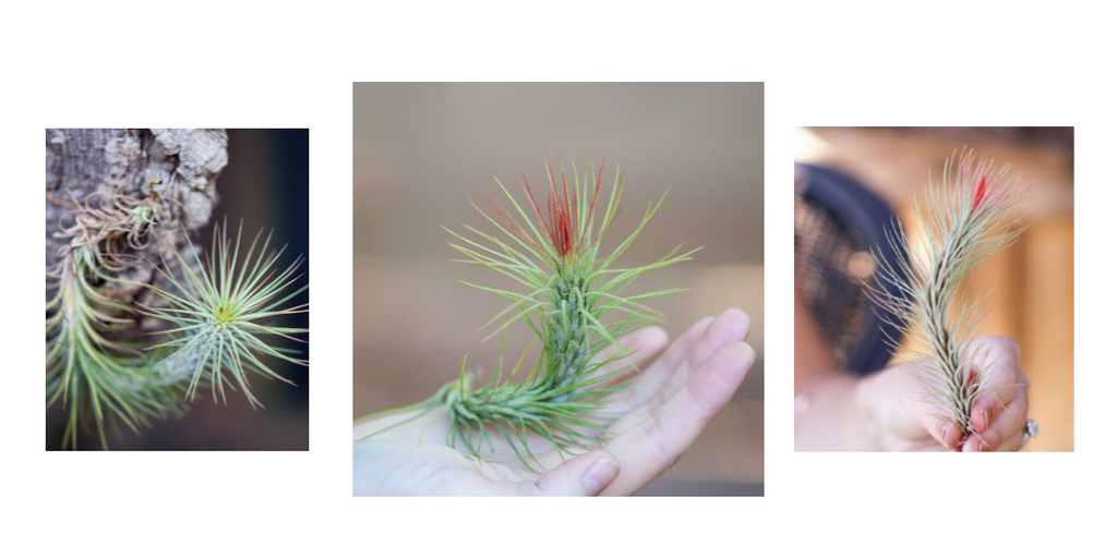 Tillandsia funckiana air plant 