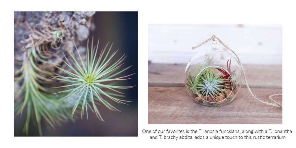 Tillandsia funckiana air plant terrarium