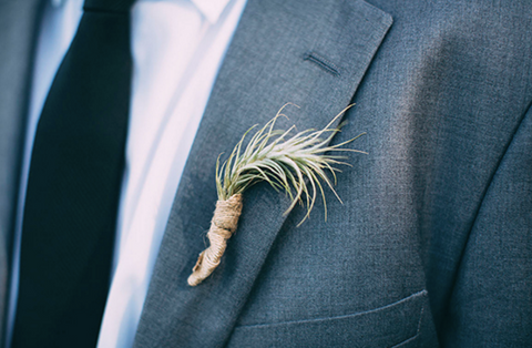funckiana air plant boutonniere 