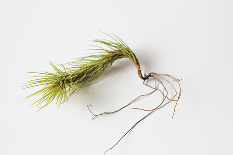 tillandsia Funckiana air plant with roots