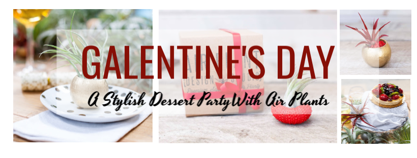Galetines Day Dessert Party With Air Plants