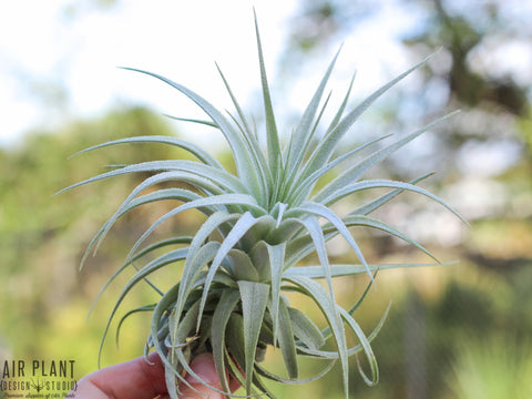 Tillandsia gardneri air plant 