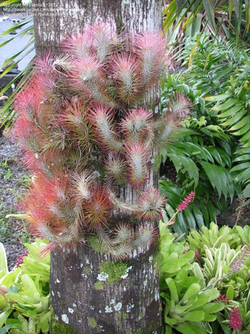 Funckiana clump at Hawaiian Botanical Garden 
