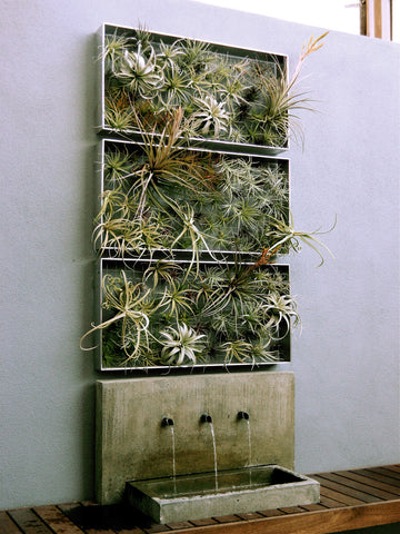 Living Wall of Tillandsia Air Plants at an Office Space