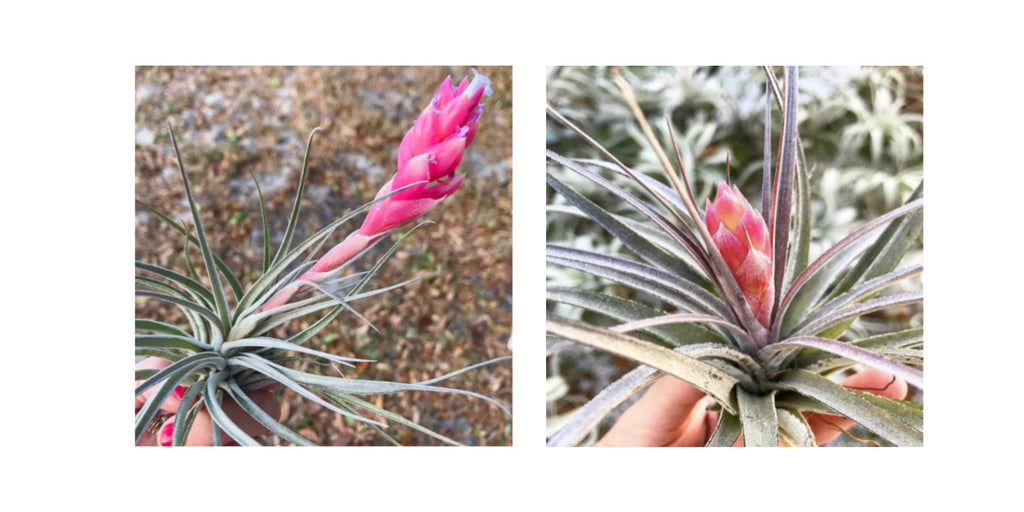 Tillandsia houston air plants in bloom 