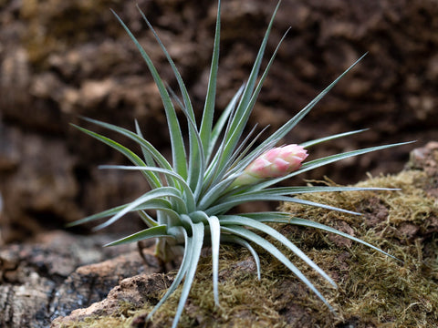 Tillandsia houston "cotton candy" air plant 