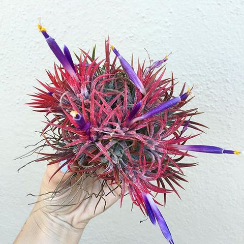 Blooming ionantha air plant clump 