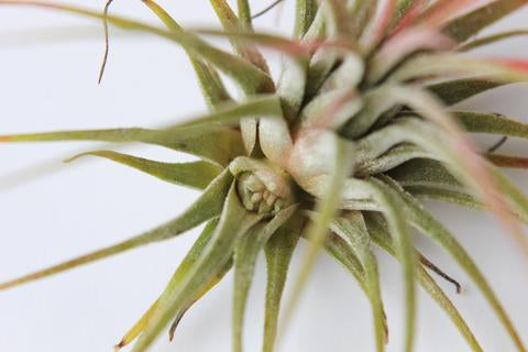 Tillandsia ionantha air plant with pup