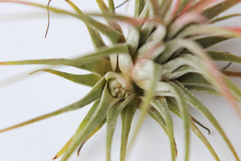 Air Plant Pup growing under leaves