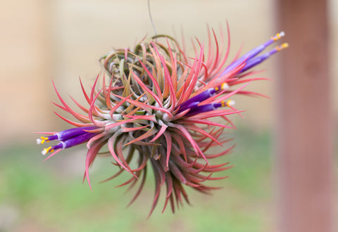 Tillandsia ionantha rubra in bloom 