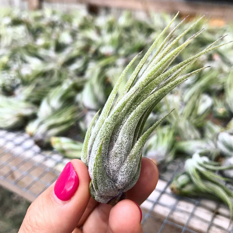Tillandsia scaposa air plant