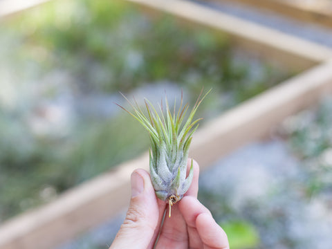 Tillandsia scaposa air plant