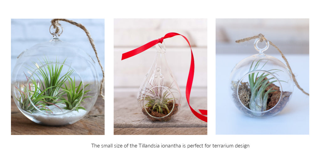Tillandsia ionantha air plant terrariums 
