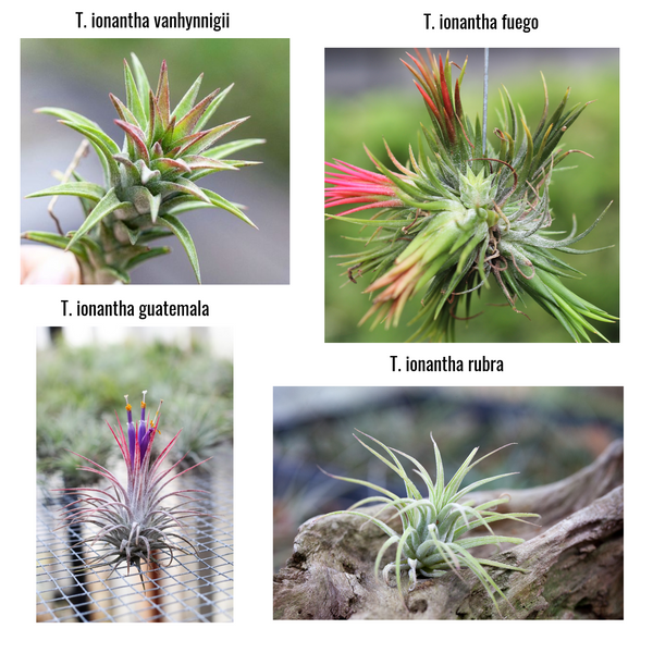 Tillandsia ionantha air plant variety 