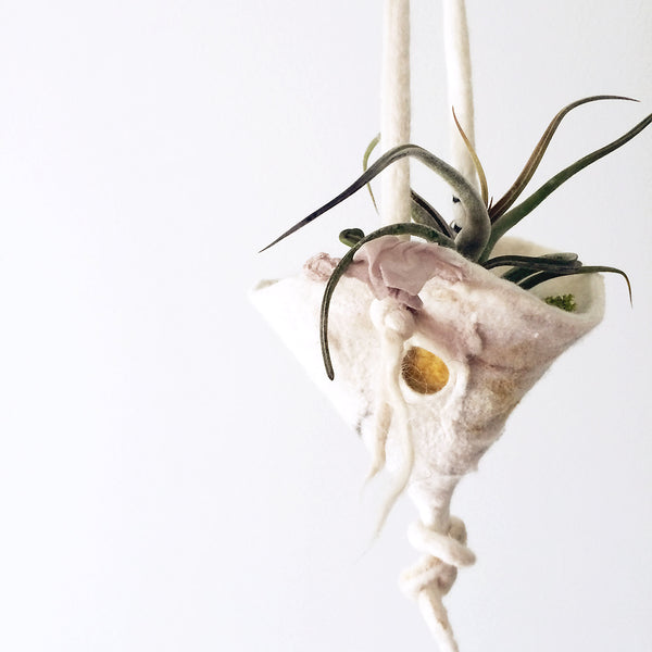 Hanging air plant in bright indirect light