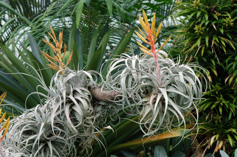 Kew Garden Tillandsias 