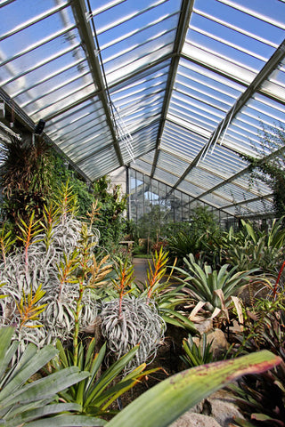 Kew garden tillandsia conservatory 