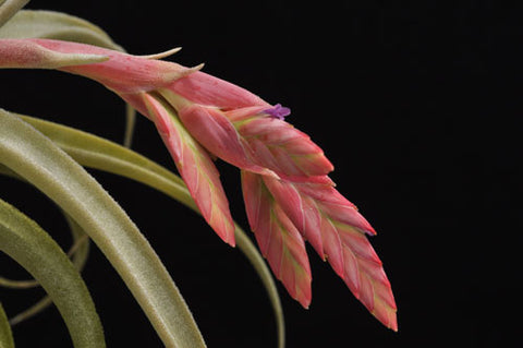 Tillandsia latifolia air plant in bloom 